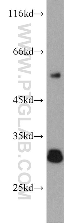 AFMID Rabbit anti-Human, Mouse, Polyclonal, Proteintech 20 &mu;L; Unconjugated:Anticuerpos
