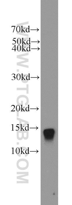 ATP6V1G3 Rabbit anti-Human, Mouse, Polyclonal, Proteintech 150 &mu;L; Unconjugated:Antibodies,