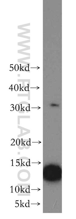 ATP6V1G3 Rabbit anti-Human, Mouse, Polyclonal, Proteintech 150 &mu;L; Unconjugated:Antibodies,