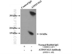 ATP6V1G3 Rabbit anti-Human, Mouse, Polyclonal, Proteintech 150 &mu;L; Unconjugated:Antibodies,