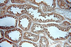 GATA4 Rabbit anti-Human, Mouse, Rat, Polyclonal, Proteintech 150 &mu;L;