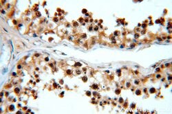 GATA4 Rabbit anti-Human, Mouse, Rat, Polyclonal, Proteintech 150 &mu;L;