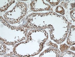 GATA4 Rabbit anti-Human, Mouse, Rat, Polyclonal, Proteintech 150 &mu;L;