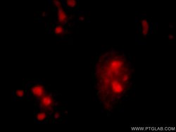 SPIN1 Rabbit anti-Human, Polyclonal, Proteintech 150 &mu;L; Unconjugated:Antibodies,