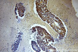 SPIN1 Rabbit anti-Human, Polyclonal, Proteintech 150 &mu;L; Unconjugated:Antibodies,