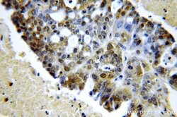SPIN1 Rabbit anti-Human, Polyclonal, Proteintech 150 &mu;L; Unconjugated:Antibodies,