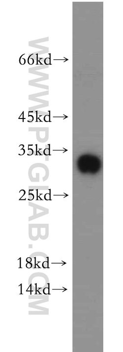 SPIN1 Rabbit anti-Human, Polyclonal, Proteintech 150 &mu;L; Unconjugated:Antibodies,