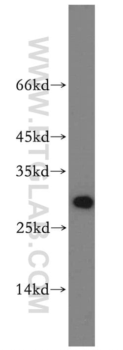 SPIN1 Rabbit anti-Human, Polyclonal, Proteintech 150 &mu;L; Unconjugated:Antibodies,