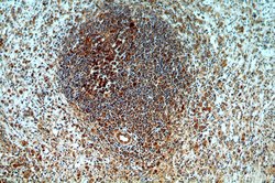 CAPG Rabbit anti-Human, Mouse, Rat, Polyclonal, Proteintech:Antibodies:Primary