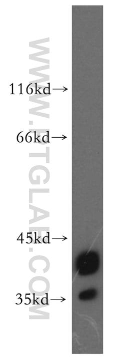 CAPG Rabbit anti-Human, Mouse, Rat, Polyclonal, Proteintech
