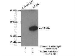 MXD1 Rabbit anti-Human, Mouse, Rat, Polyclonal, Proteintech 150 &mu;L;