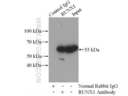 RUNX1 (N-terminal) Rabbit anti-Human, Mouse, Rat, Polyclonal, Proteintech