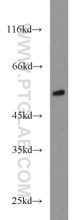 RUNX1 (N-terminal) Rabbit anti-Human, Mouse, Rat, Polyclonal, Proteintech