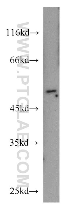 RUNX1 (N-terminal) Rabbit anti-Human, Mouse, Rat, Polyclonal, Proteintech