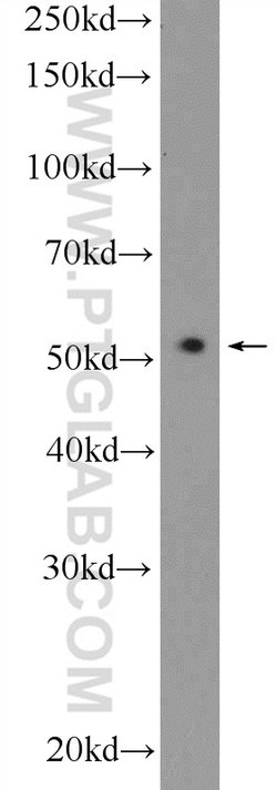 RUNX1 (N-terminal) Rabbit anti-Human, Mouse, Rat, Polyclonal, Proteintech