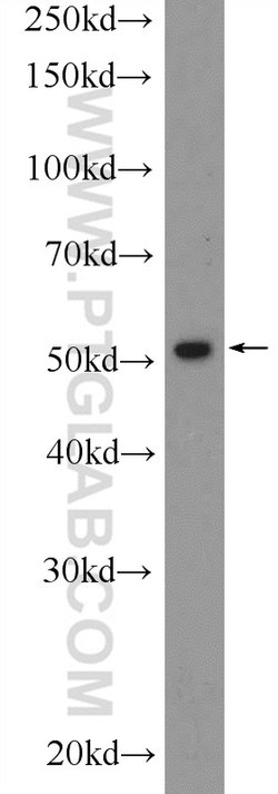 RUNX1 (N-terminal) Rabbit anti-Human, Mouse, Rat, Polyclonal, Proteintech