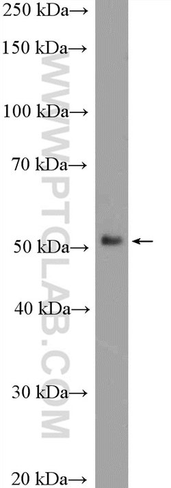 RUNX1 (N-terminal) Rabbit anti-Human, Mouse, Rat, Polyclonal, Proteintech