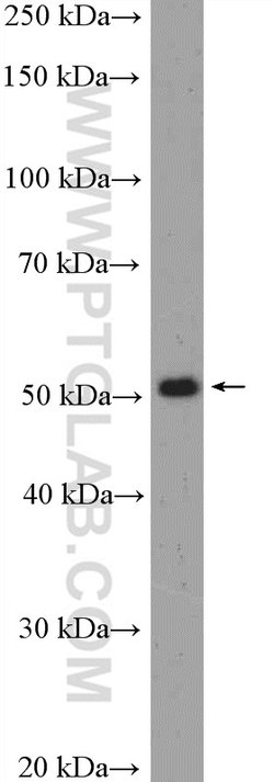 RUNX1 (N-terminal) Rabbit anti-Human, Mouse, Rat, Polyclonal, Proteintech