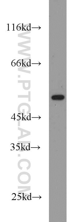 RUNX1 (N-terminal) Rabbit anti-Human, Mouse, Rat, Polyclonal, Proteintech