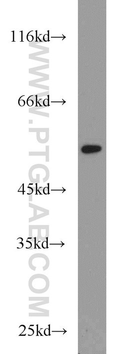 RUNX1 (N-terminal) Rabbit anti-Human, Mouse, Rat, Polyclonal, Proteintech
