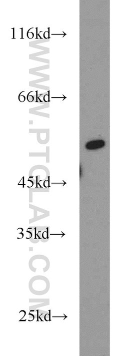 RUNX1 (N-terminal) Rabbit anti-Human, Mouse, Rat, Polyclonal, Proteintech