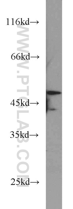 RUNX1 (N-terminal) Rabbit anti-Human, Mouse, Rat, Polyclonal, Proteintech