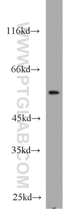 RUNX1 (N-terminal) Rabbit anti-Human, Mouse, Rat, Polyclonal, Proteintech