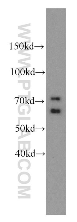 MCM-BP Rabbit anti-Human, Mouse, Rat, Polyclonal, Proteintech 150 &mu;L;