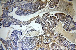 Histone H1.2 Rabbit anti-Human, Mouse, Rat, Polyclonal, Proteintech 150