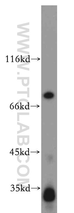 Histone H1.2 Rabbit anti-Human, Mouse, Rat, Polyclonal, Proteintech 150