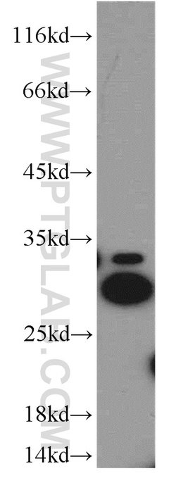 Histone H1.2 Rabbit anti-Human, Mouse, Rat, Polyclonal, Proteintech 150