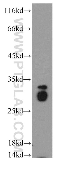 Histone H1.2 Rabbit anti-Human, Mouse, Rat, Polyclonal, Proteintech 150