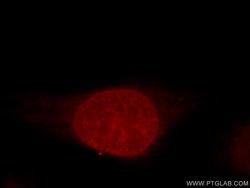 Histone H1.2 Rabbit anti-Human, Mouse, Rat, Polyclonal, Proteintech 150