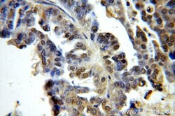 Histone H1.2 Rabbit anti-Human, Mouse, Rat, Polyclonal, Proteintech 150