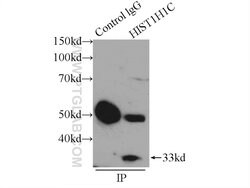 Histone H1.2 Rabbit anti-Human, Mouse, Rat, Polyclonal, Proteintech 150