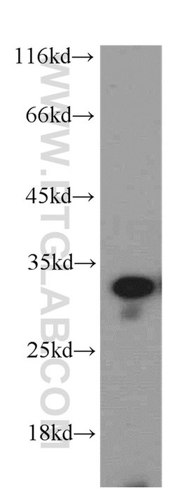 Histone H1.2 Rabbit anti-Human, Mouse, Rat, Polyclonal, Proteintech 150