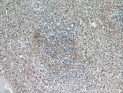 Caspase 3 Rabbit anti-Human, Mouse, Rat, Polyclonal, Proteintech:Antibodies:Primary