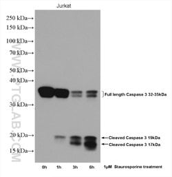 Caspase 3 Rabbit anti-Human, Mouse, Rat, Polyclonal, Proteintech 20 &mu;L; Unconjugated 