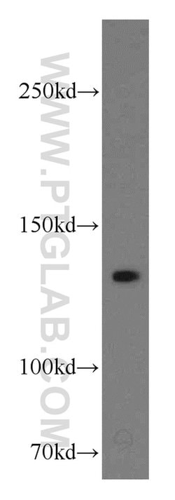 LAMC2 Rabbit anti-Human, Mouse, Rat, Polyclonal, Proteintech:Antibodies:Primary