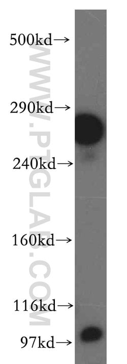 LRP2 Rabbit anti-Human, Polyclonal, Proteintech 150 &mu;L; Unconjugated:Antibodies,