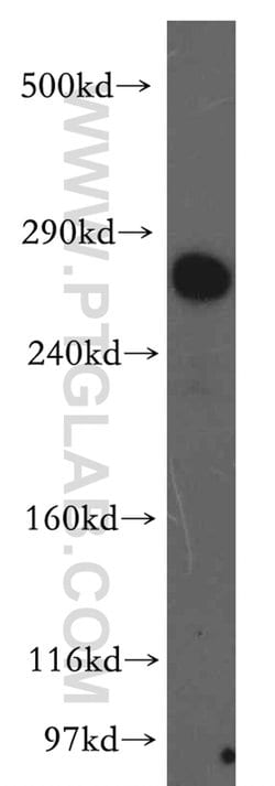 LRP2 Rabbit anti-Human, Polyclonal, Proteintech 150 &mu;L; Unconjugated:Antibodies,