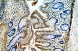 neurturin Rabbit anti-Human, Polyclonal, Proteintech 150 &mu;L; Unconjugated:Antibodies,