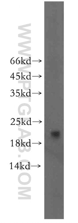 neurturin Rabbit anti-Human, Polyclonal, Proteintech 150 &mu;L; Unconjugated:Antibodies,