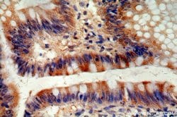 neurturin Rabbit anti-Human, Polyclonal, Proteintech 150 &mu;L; Unconjugated:Antibodies,