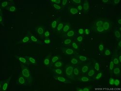 TMF1 Rabbit anti-Human, Polyclonal, Proteintech 150 &mu;L; Unconjugated:Antibodies,