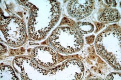 TMF1 Rabbit anti-Human, Polyclonal, Proteintech 150 &mu;L; Unconjugated:Antibodies,