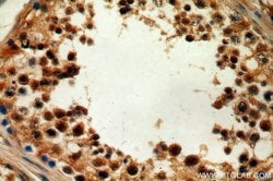 TMF1 Rabbit anti-Human, Polyclonal, Proteintech 150 &mu;L; Unconjugated:Antibodies,