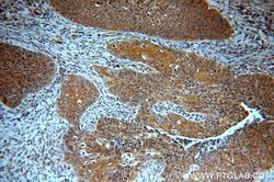 TMF1 Rabbit anti-Human, Polyclonal, Proteintech 150 &mu;L; Unconjugated:Antibodies,