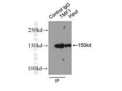 TMF1 Rabbit anti-Human, Polyclonal, Proteintech 150 &mu;L; Unconjugated:Antibodies,