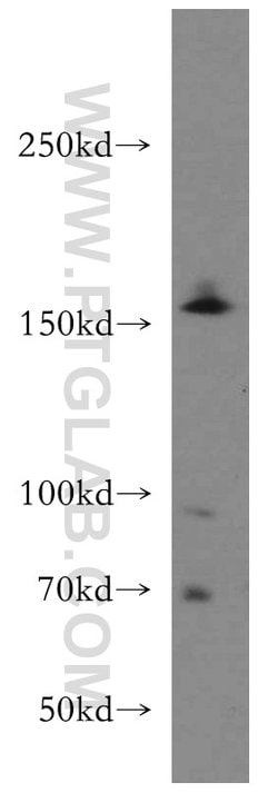 TMF1 Rabbit anti-Human, Polyclonal, Proteintech 150 &mu;L; Unconjugated:Antibodies,